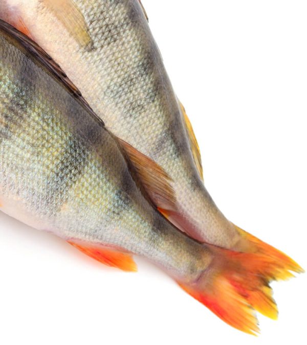 shop29-product-22-4 Product Image