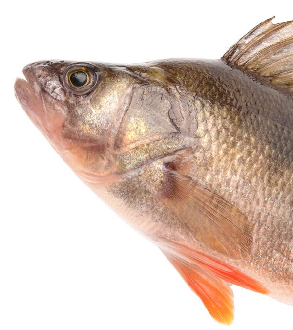 shop29-product-4-2 Product Image