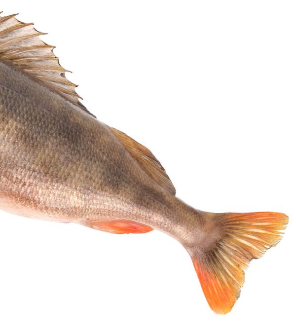 shop29-product-4-3 Product Image